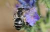 Andrena flavipes
